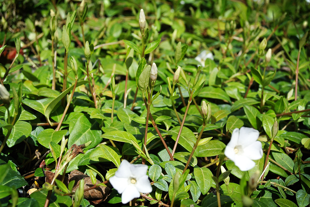 Vinca minor - weiß, Kleines Immergrün