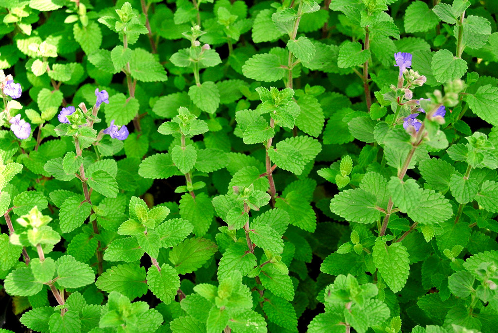nepeta-racemosa Nepeta racemosa, Katzenminze
