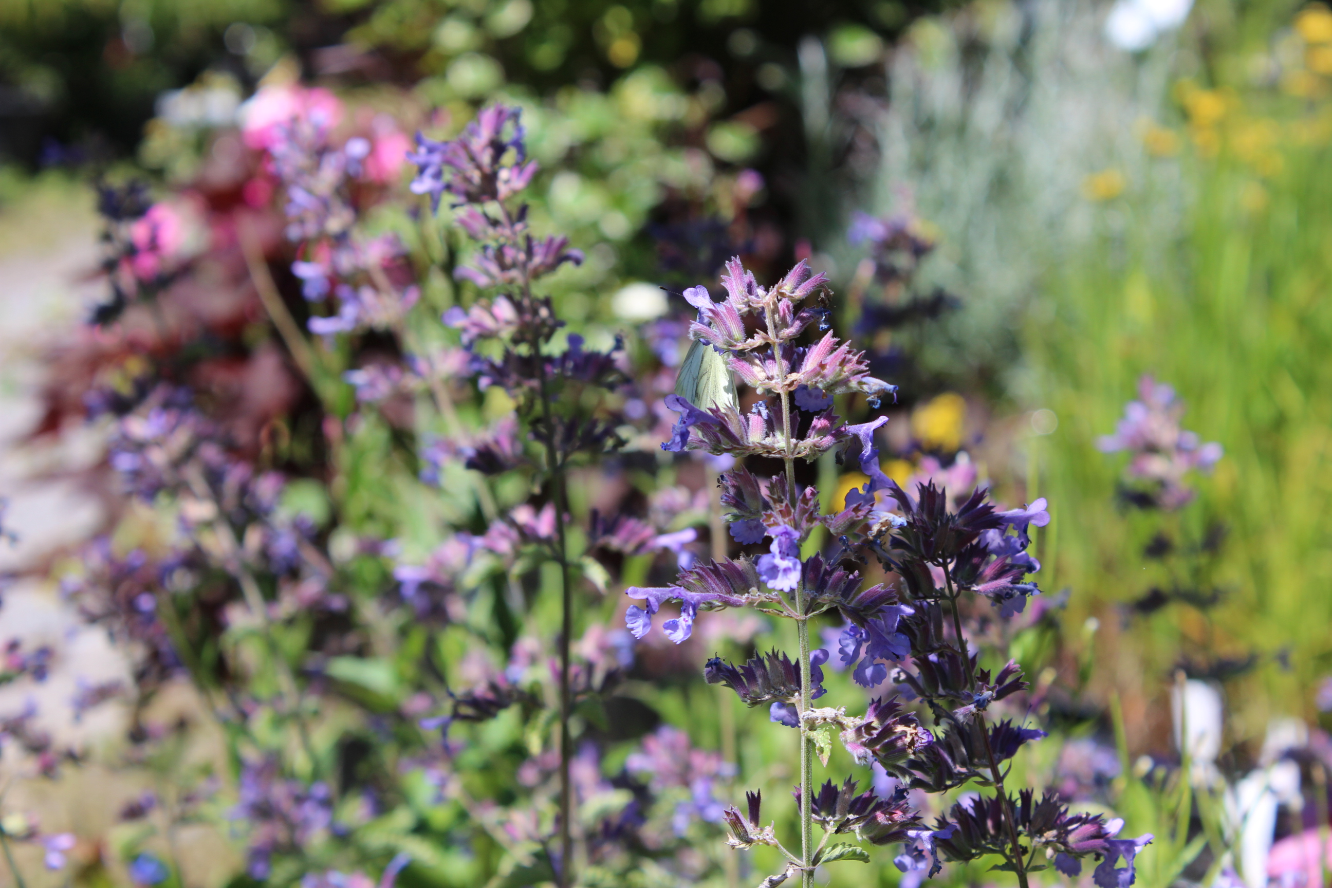 Nepeta racemosa, Katzenminze