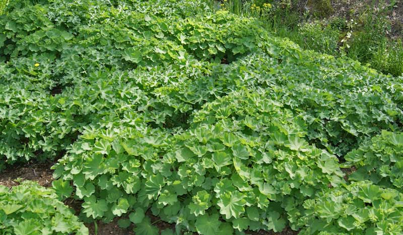 alchemilla-mollis-frauenmantel-bambuswald3 Alchemilla mollis, Weicher Frauenmantel