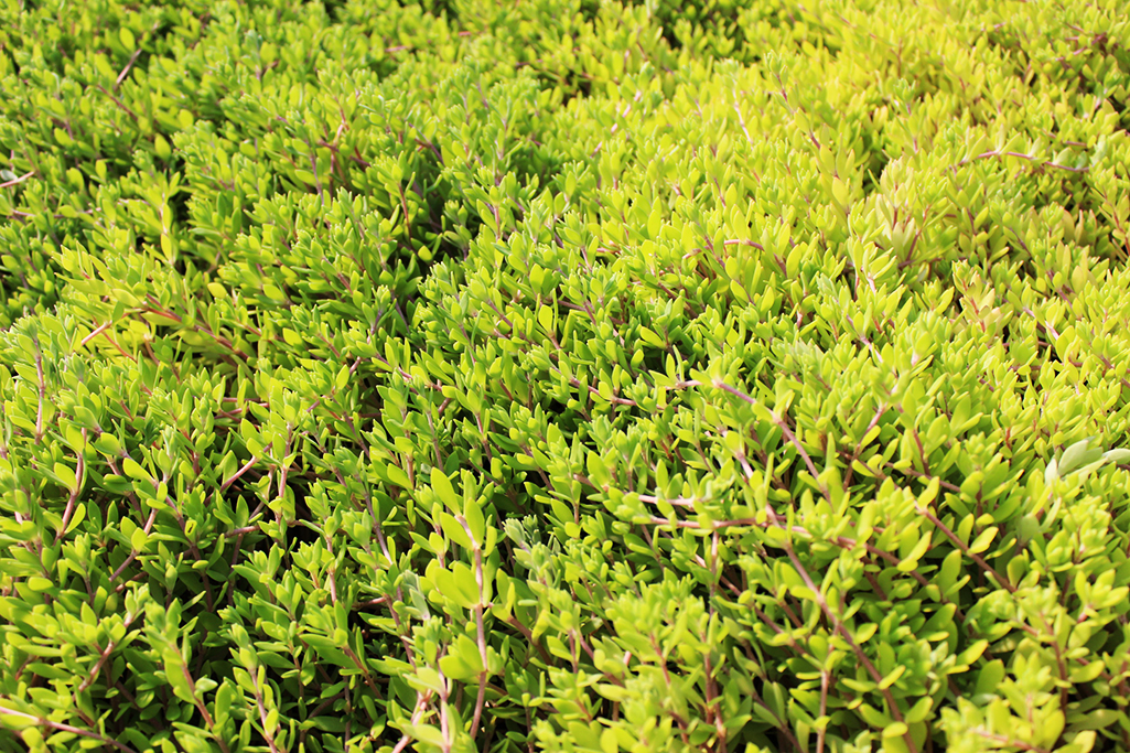 Sedum sarmentosum, Chinaranken Sedum