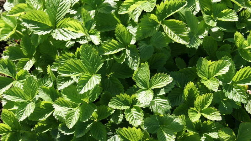 Fragaria vesca, Walderdbeere