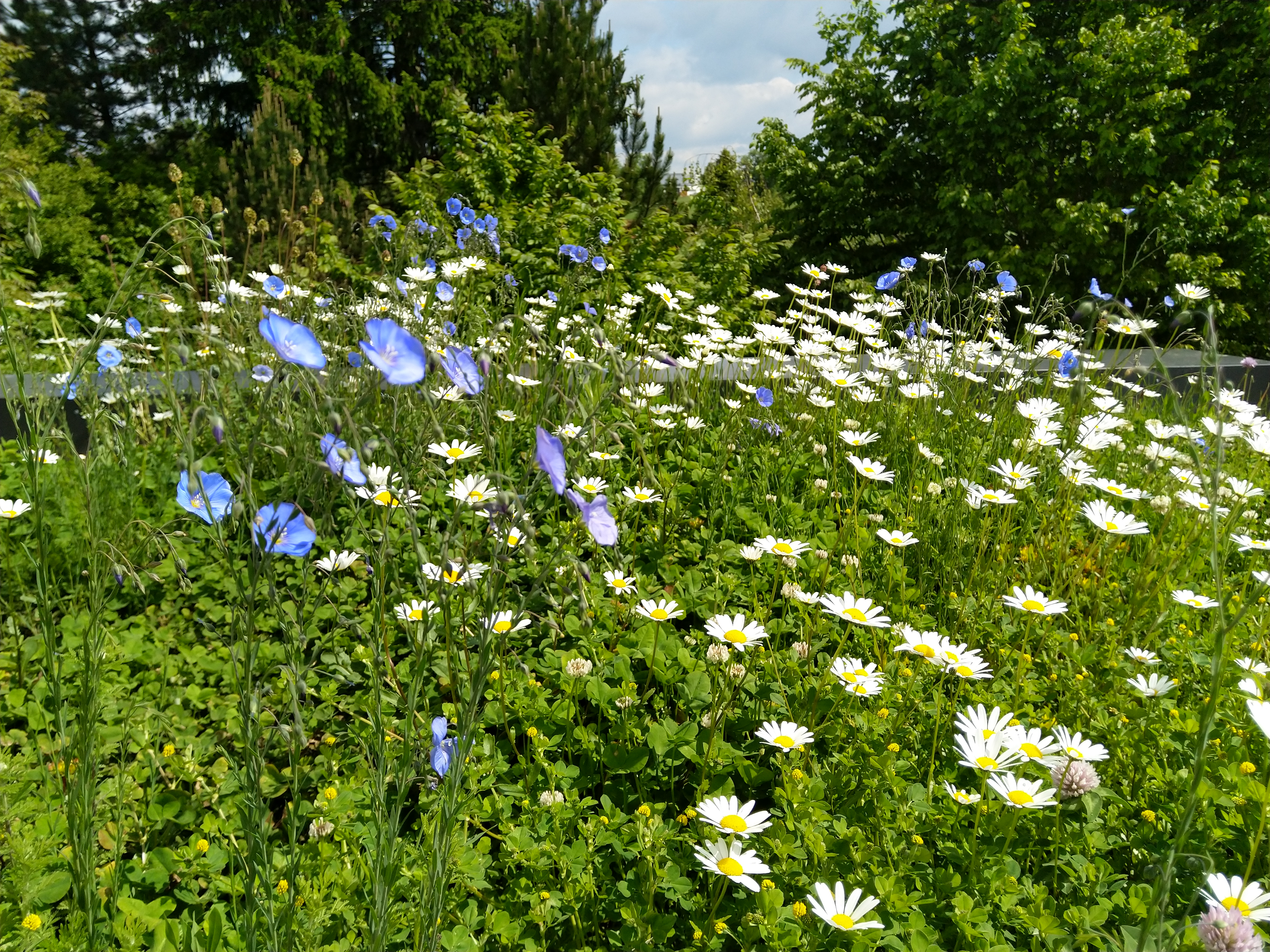 Aster Alpinus, Alpen-Aster