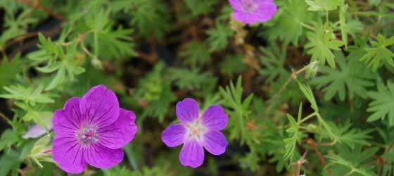 kategorie-dachstauden-geranium-sanguineum-dachbegruenung