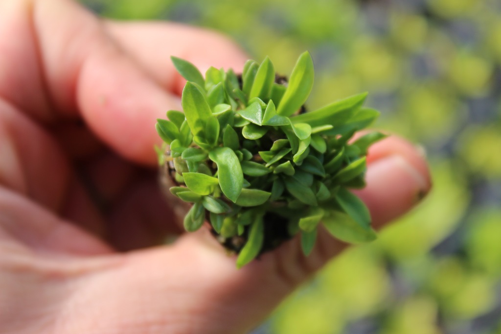 Dianthus armeria - Raue Nelke