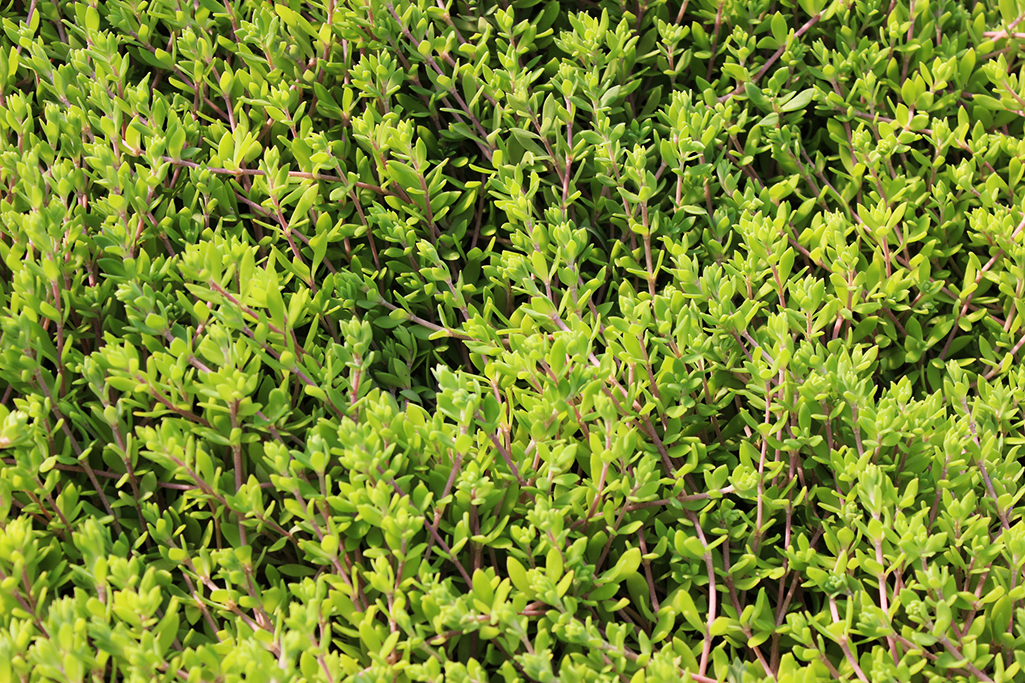 Sedum sarmentosum, Chinaranken Sedum