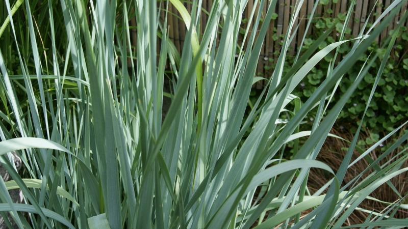 Elymus arenarius, Magellan-Blaugras