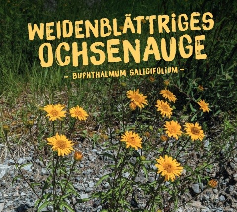 Buphtalmum salicifolium, Weidenblatt Rindsauge