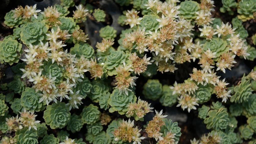 Rhodiola primuloides var. pachyclados, Afghanischer Rosenwurz