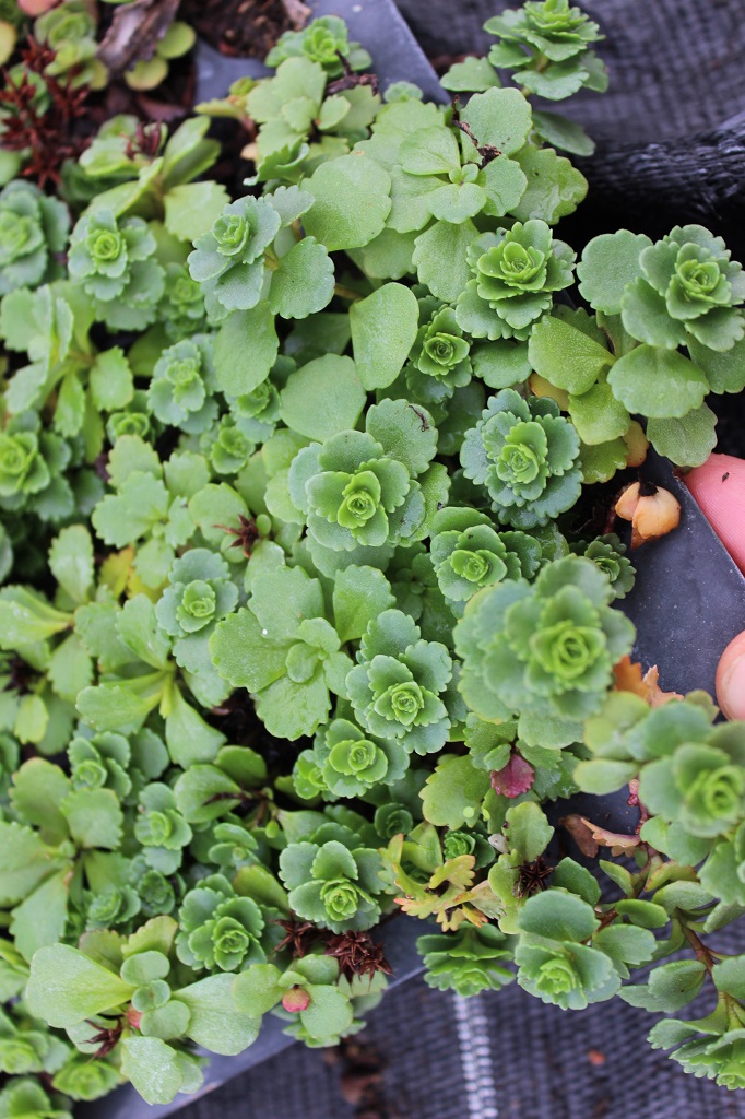 kamtschaticum Sedum kamtschaticum, Kamtschatka-Sedum