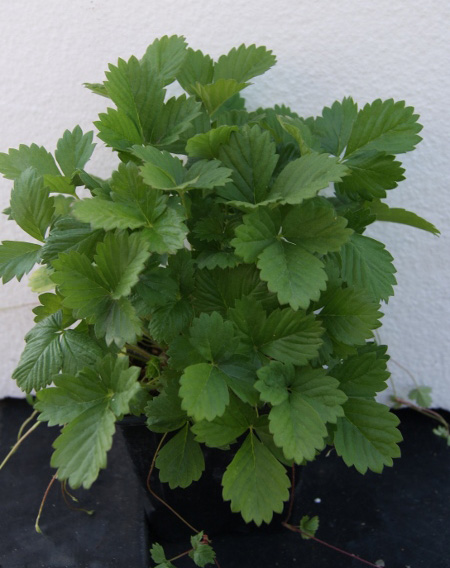 Fragaria vesca, Walderdbeere