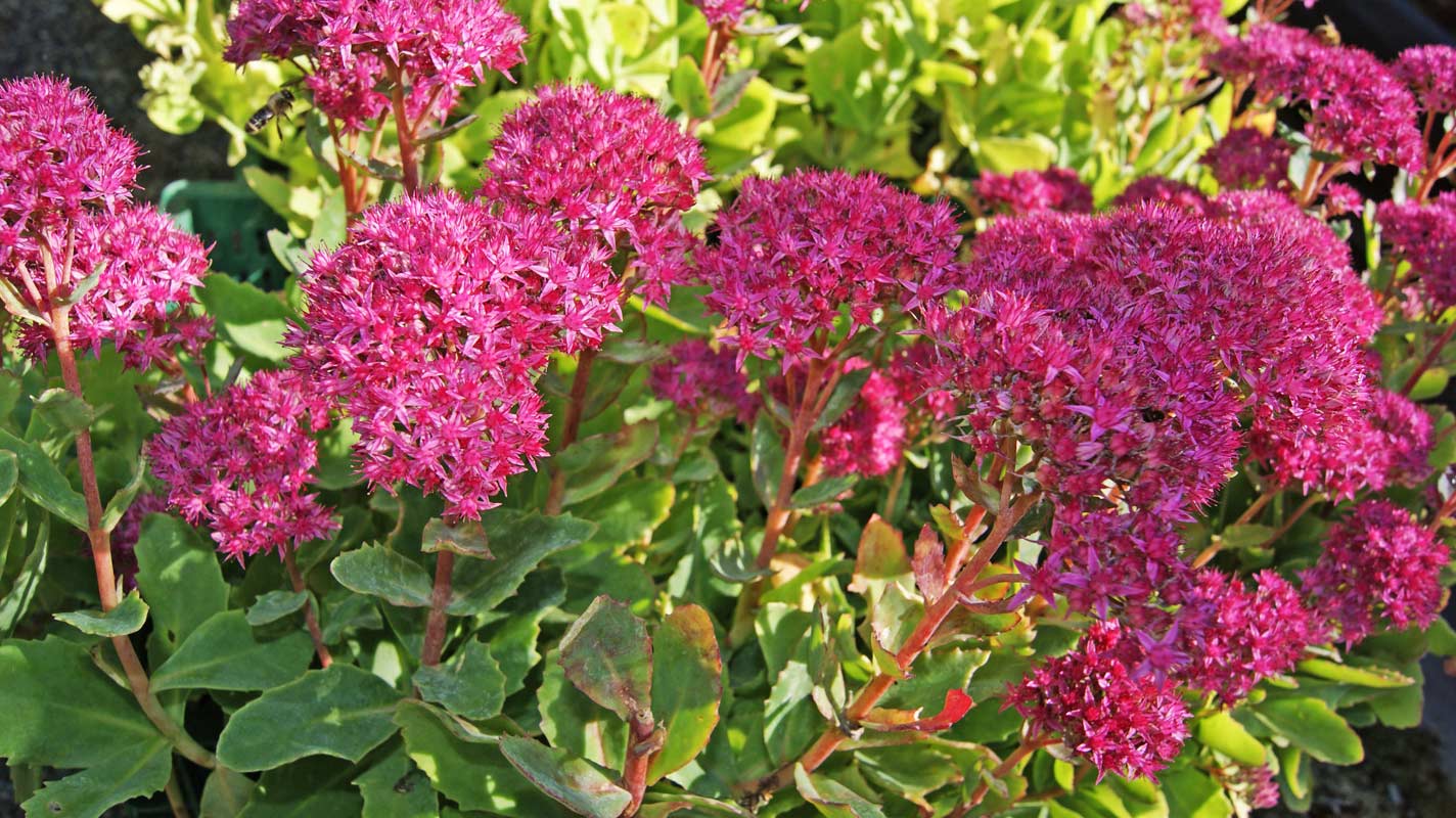 Hylotelephium Herbstfreude, Hohes-Fettblatt