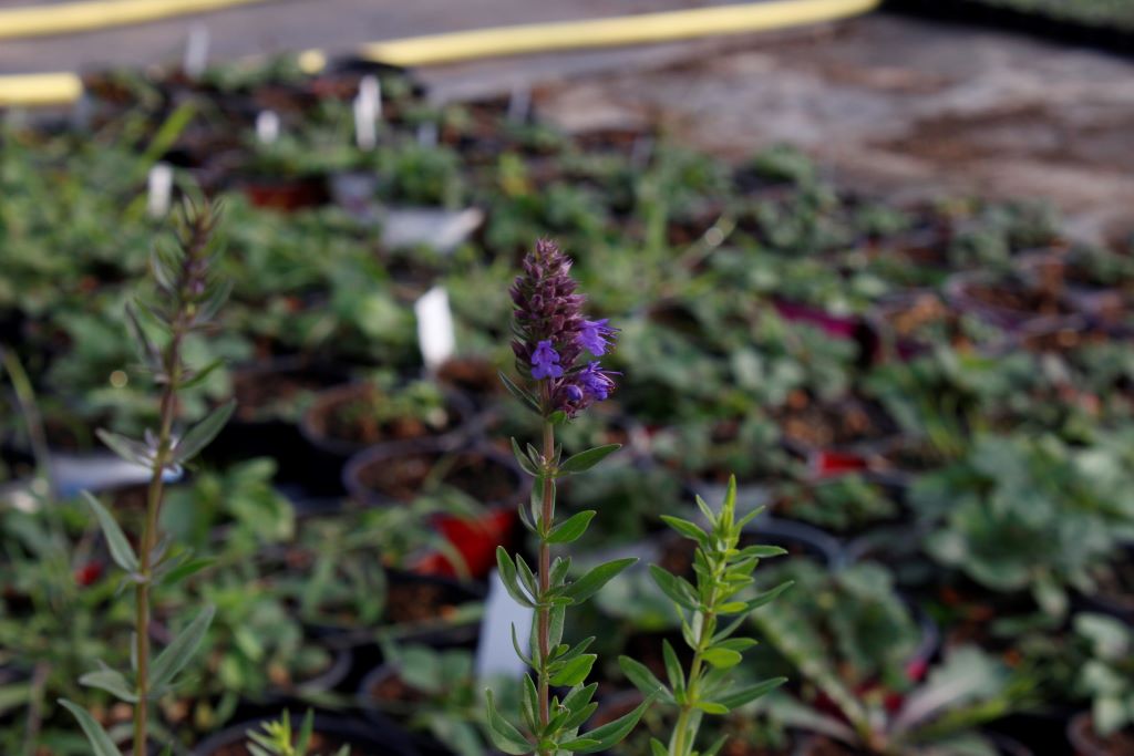 Hyssopus officinalis, Ysopkraut