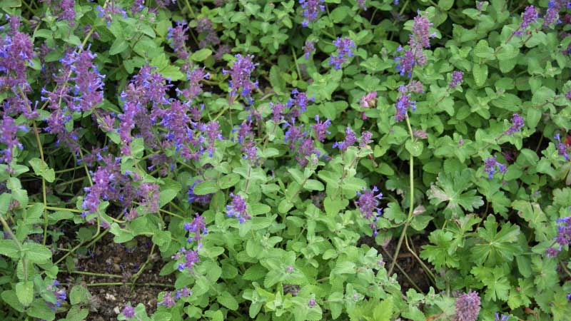 Nepeta racemosa, Katzenminze