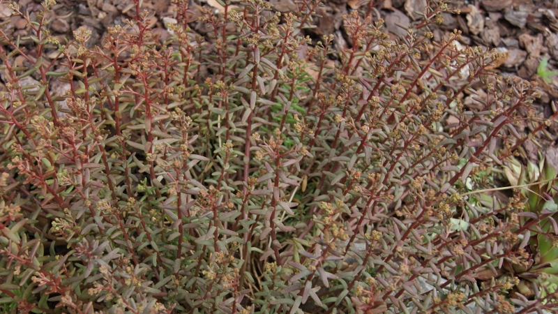 Sedum album murale, Schleiersedum