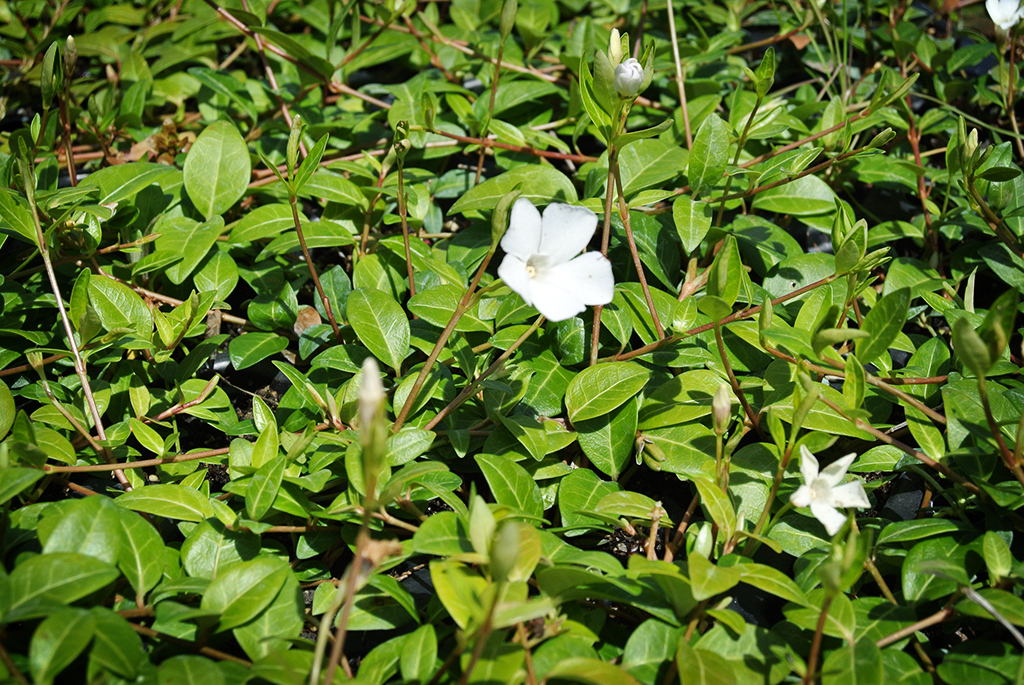 Vinca minor - weiß, Kleines Immergrün
