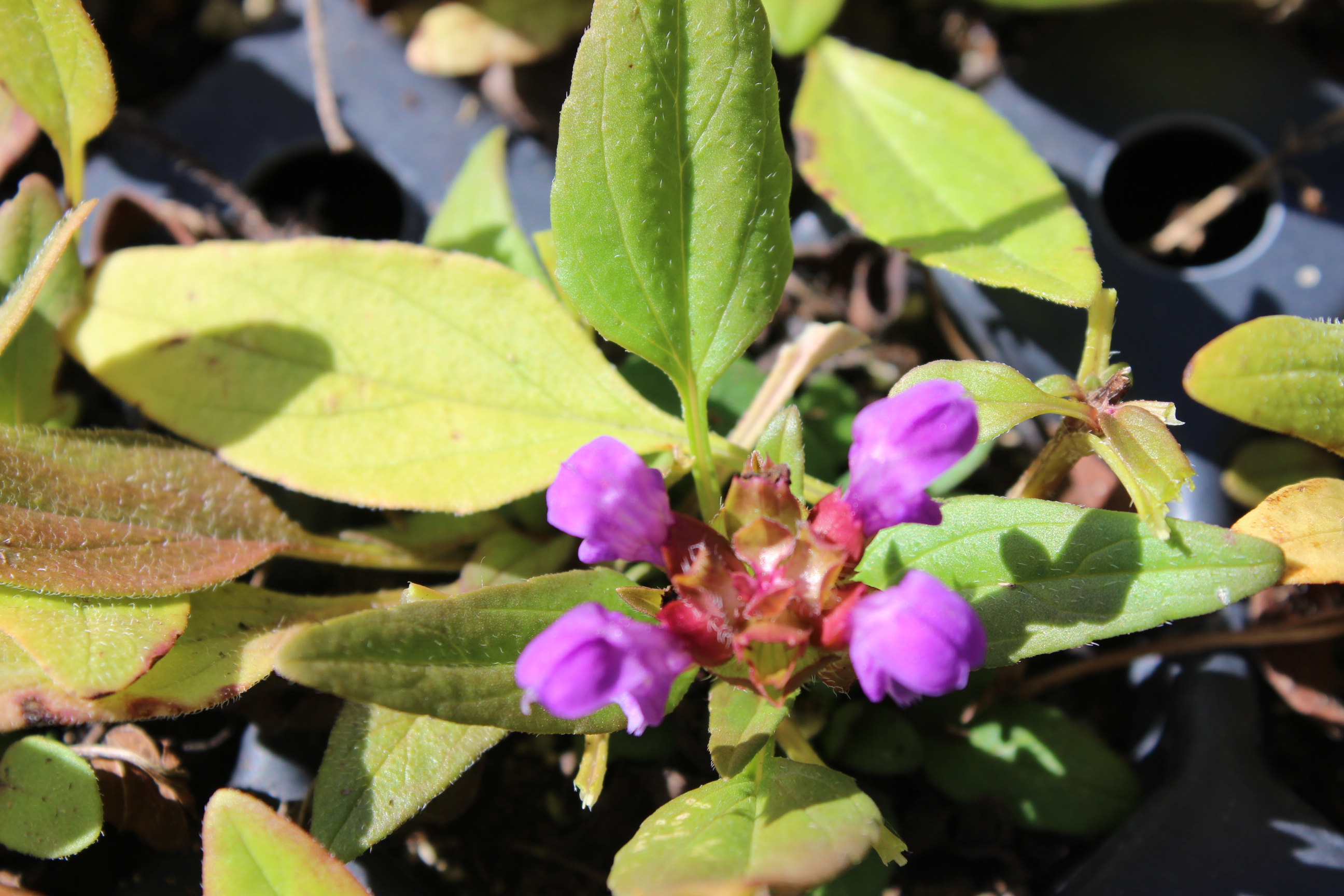 Prunella grandiflora, Großblütige Braunelle
