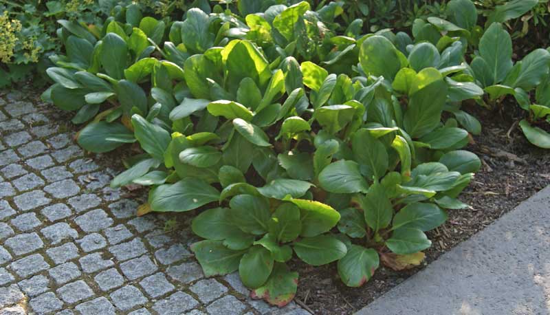 Bergenia cordifolia, Riesensteinbrech