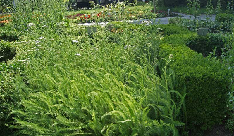 Achillea millefolium, Schafgarbe