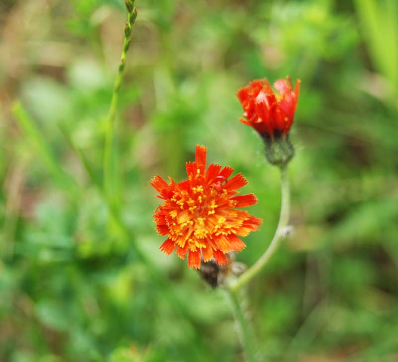 Hieracium aurantiacum, roter Habicht
