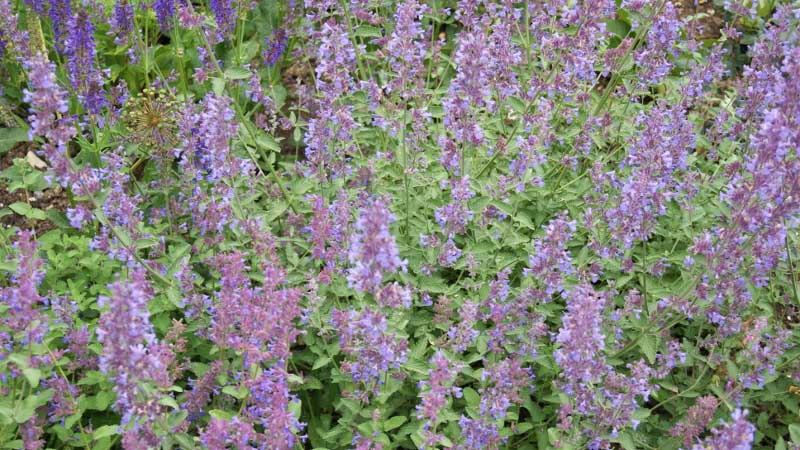nepeta-racemosa2_bambuswald Nepeta racemosa, Katzenminze