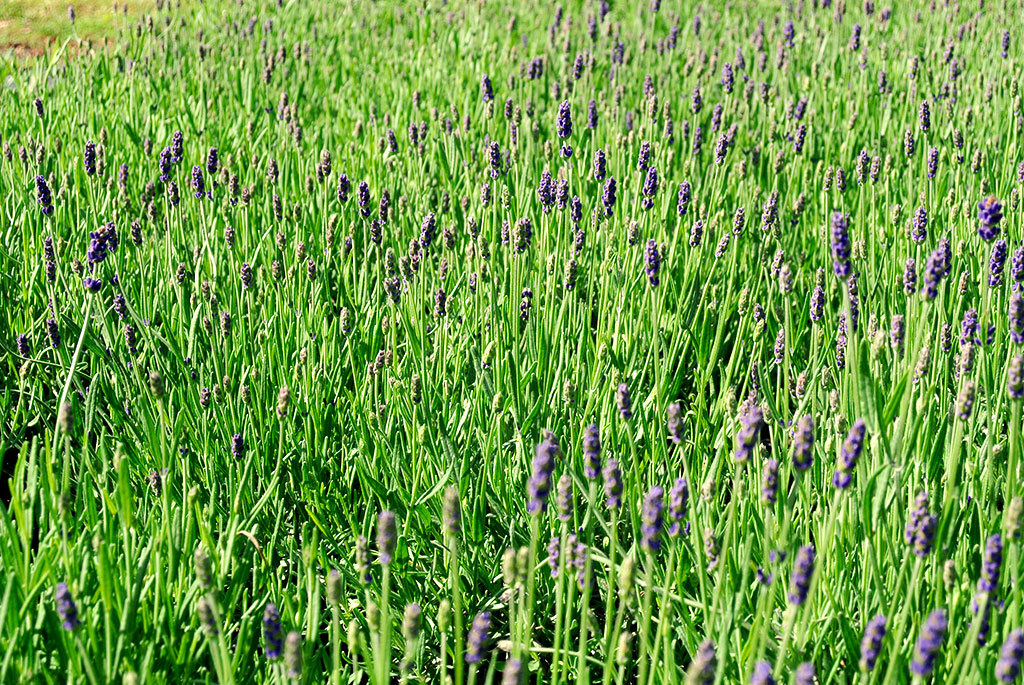 Lavandula angustifolia, Echter Lavendel