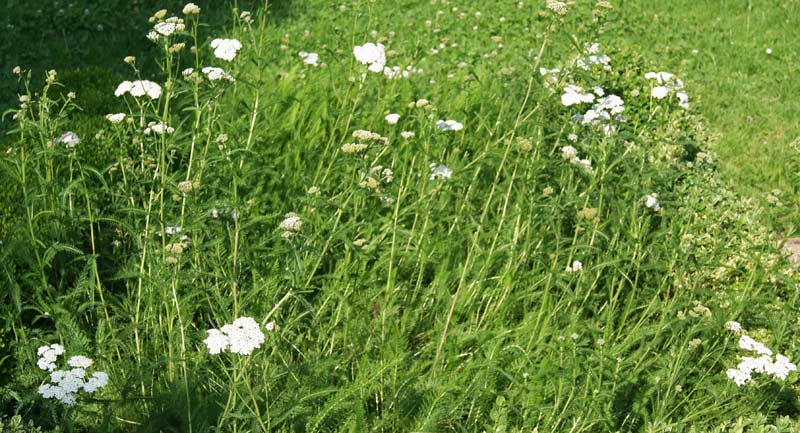 Achillea millefolium, Schafgarbe