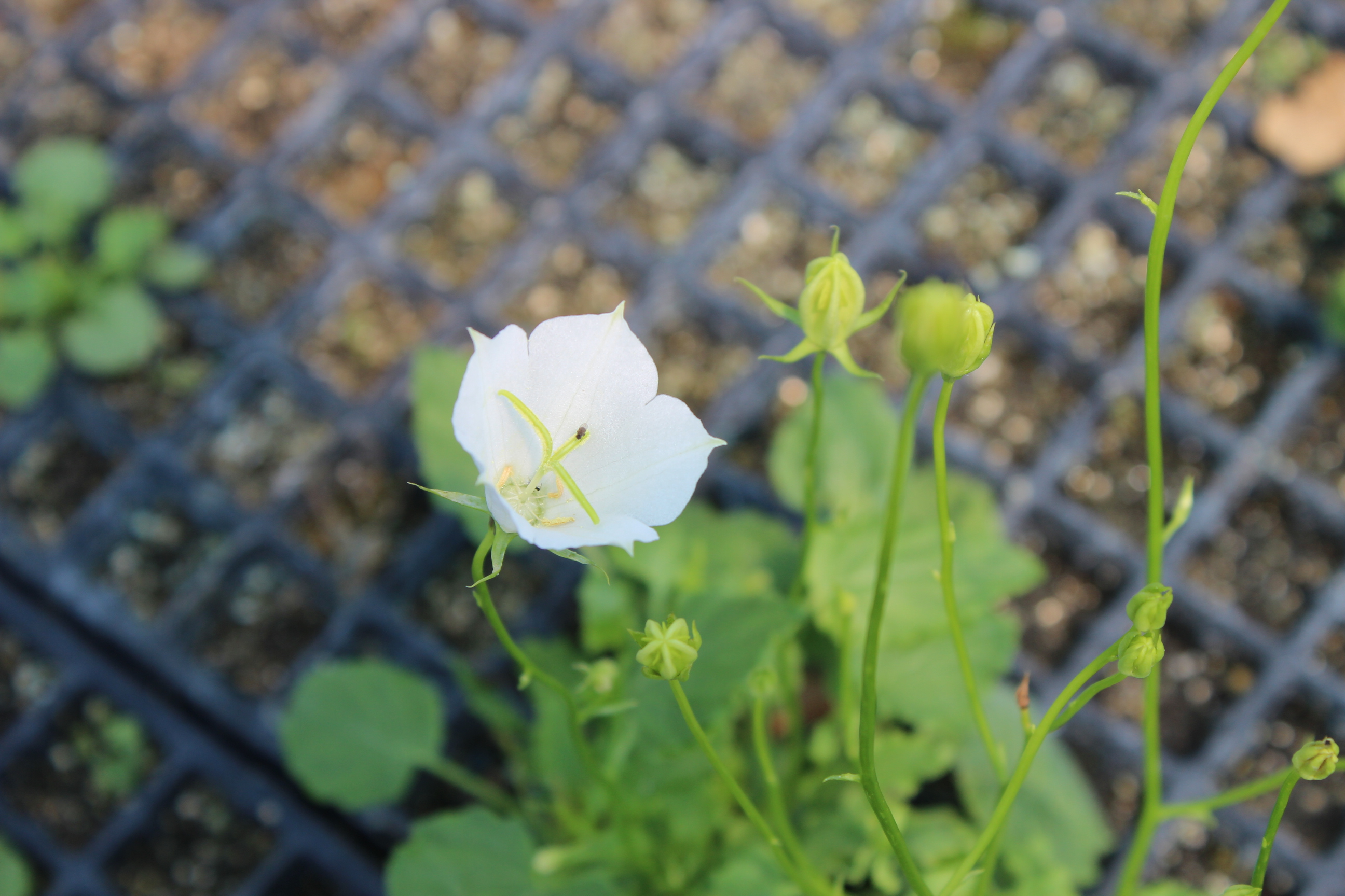Campanula carpatica alba, Karpaten-Glockenblume