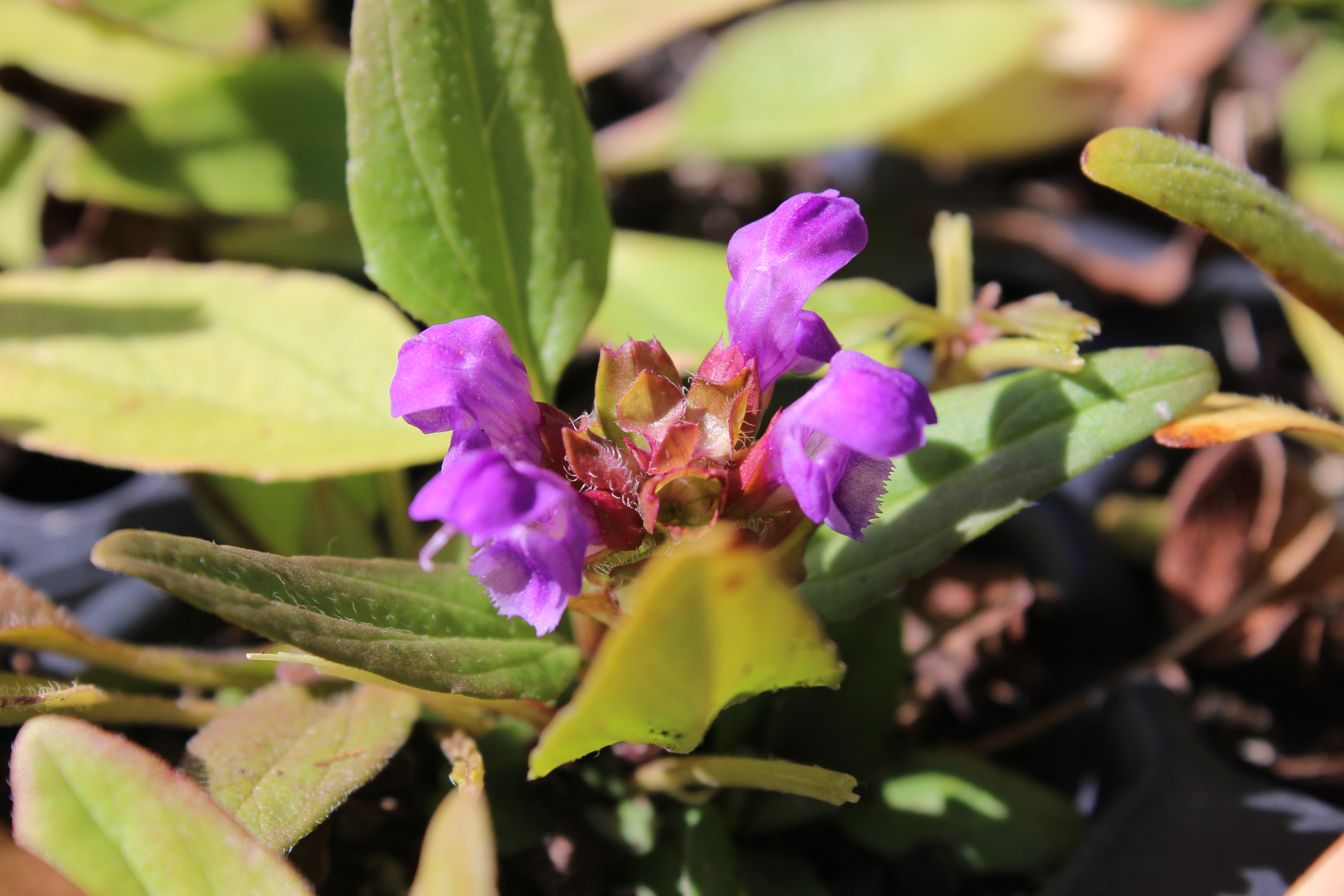 Prunella grandiflora, Großblütige Braunelle