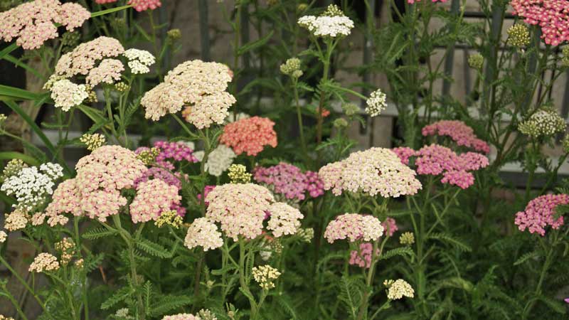 Achillea millefolium, Schafgarbe