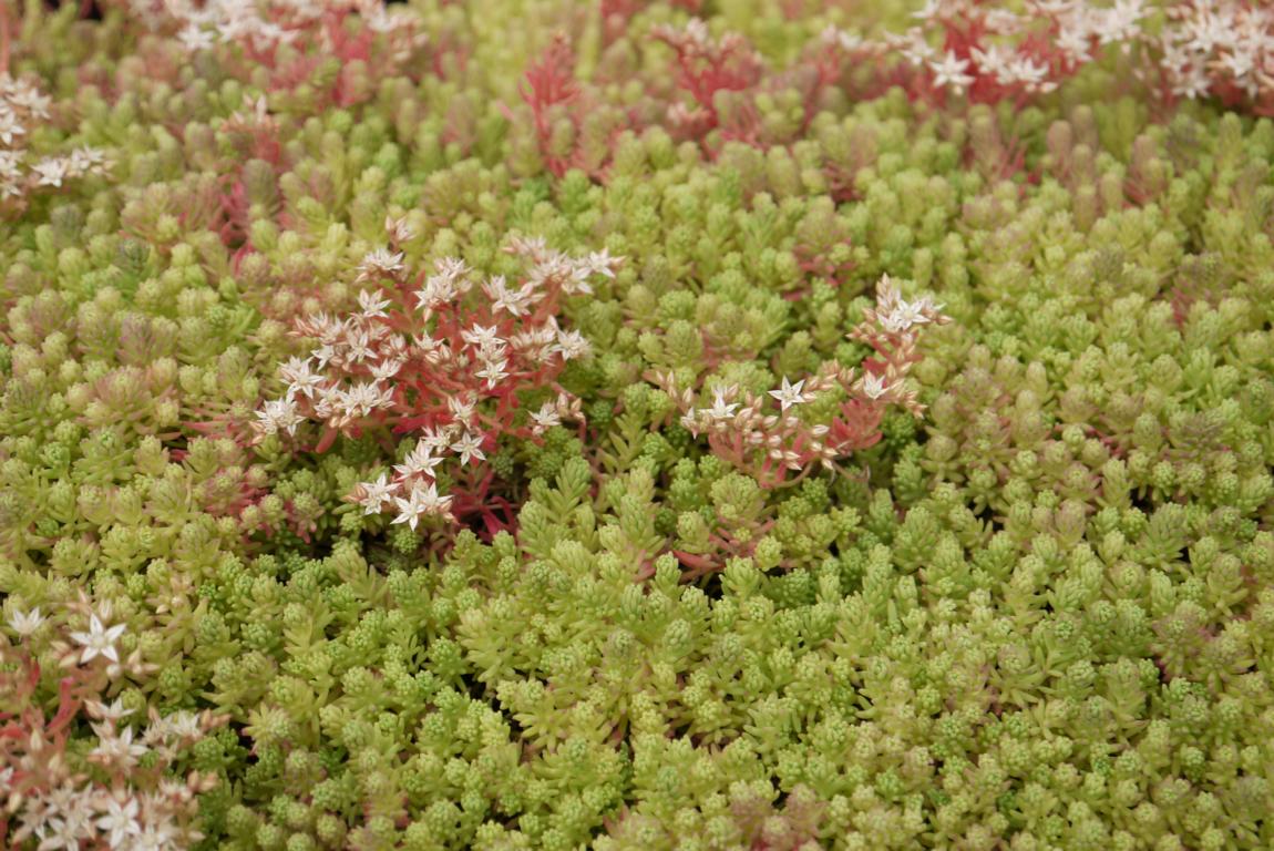Sedum hispanicum, Spanischer Mauerpfeffer