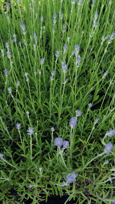 lavendel_4 Lavandula angustifolia, Echter Lavendel