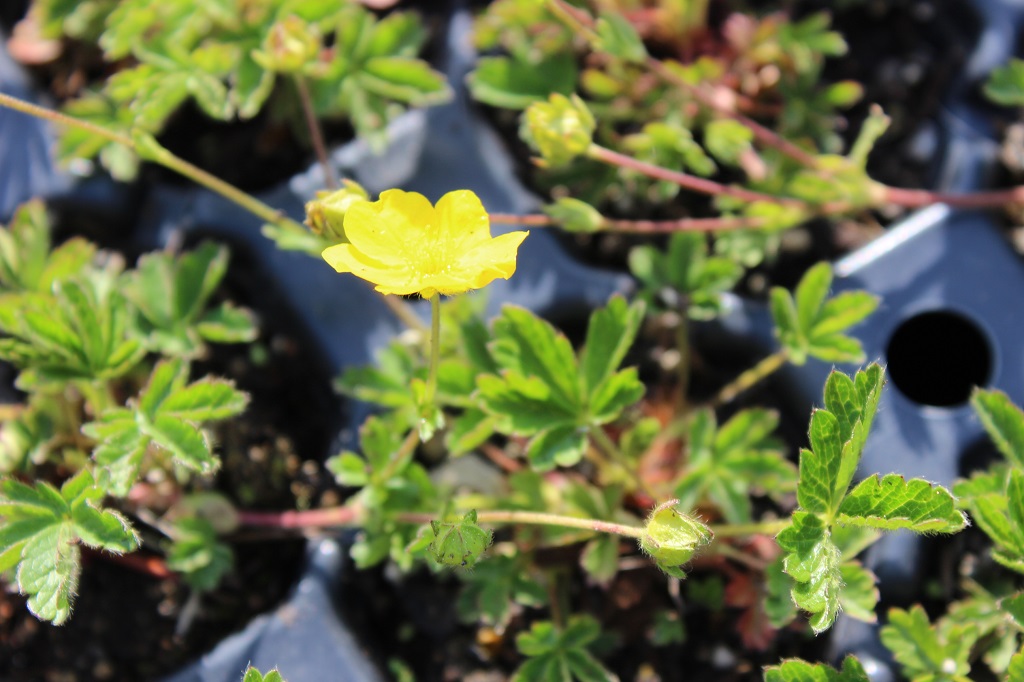Potentilla argentea- Silber Fingerkraut
