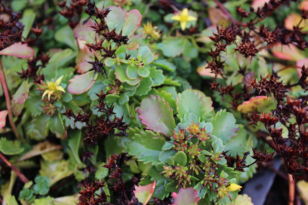 Sedum kamtschaticum, Kamtschatka-Sedum