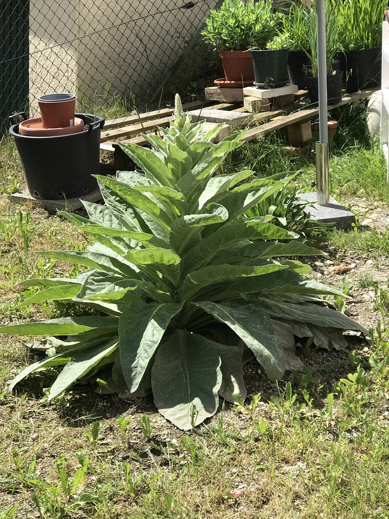 Verbascum nigrum, dunkle Königskerze