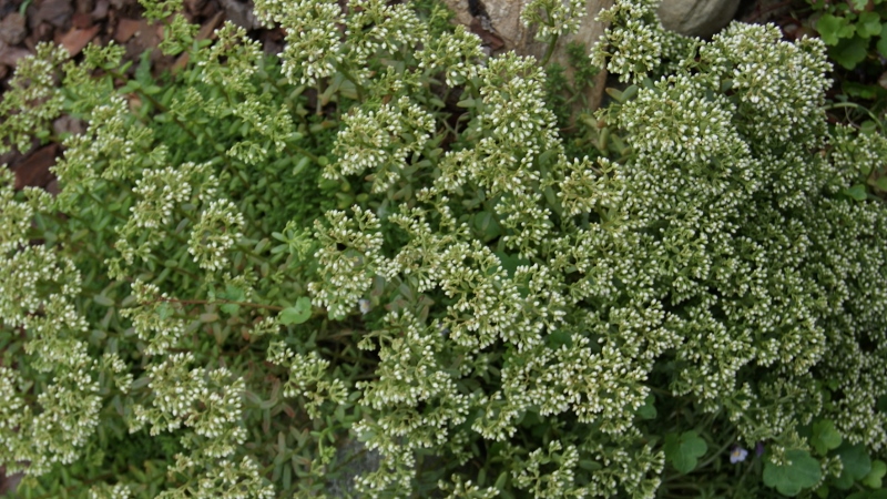 Sedum album, weißer Mauerpfeffer