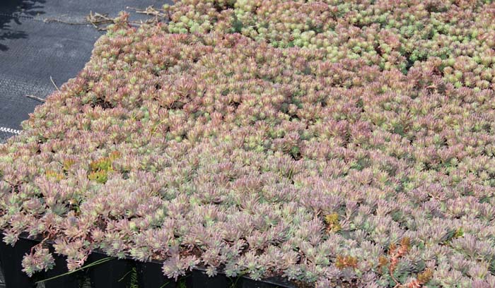 Sedum hispanicum, Spanischer Mauerpfeffer