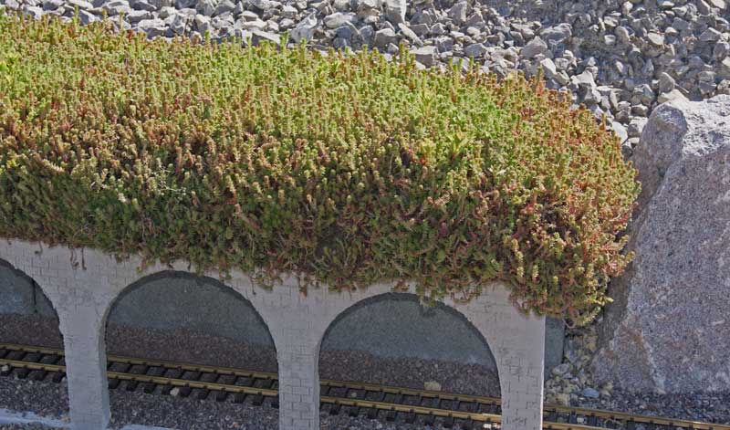 Sedum sexangulare, Milder Mauerpfeffer