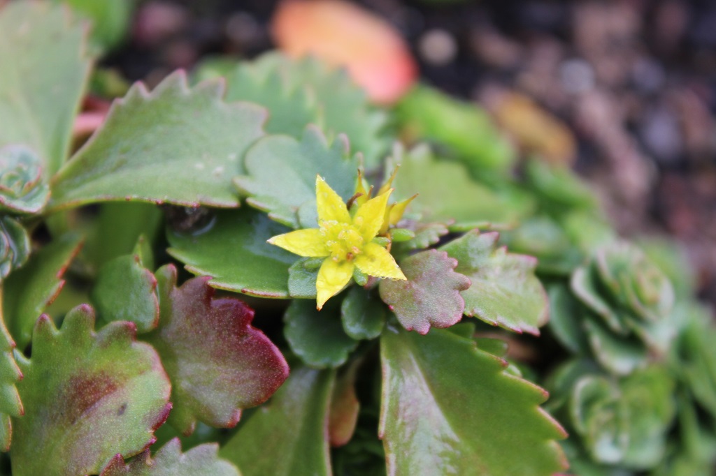 Sedum kamtschaticum, Kamtschatka-Sedum