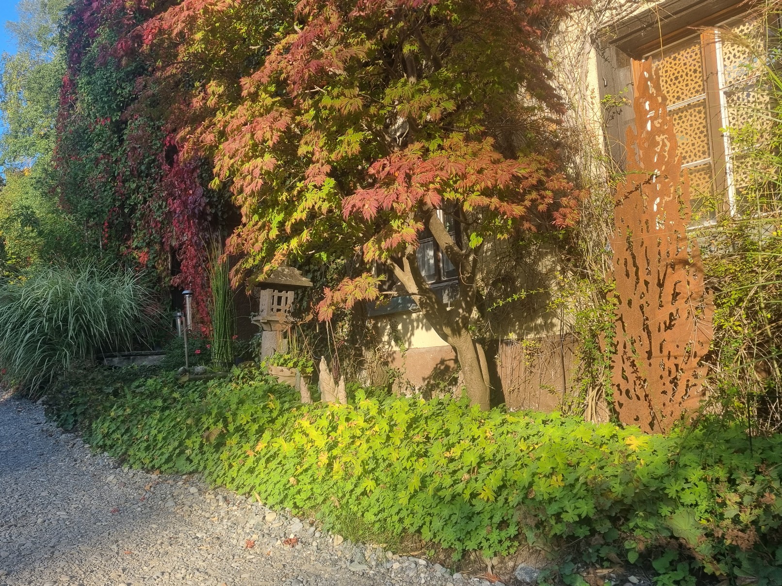 Ahorn2 Geranium macrorrhizum spessart, Felsen-Storchschnabel