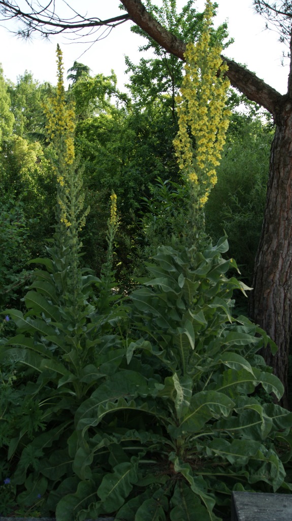 Verbascum nigrum, dunkle Königskerze