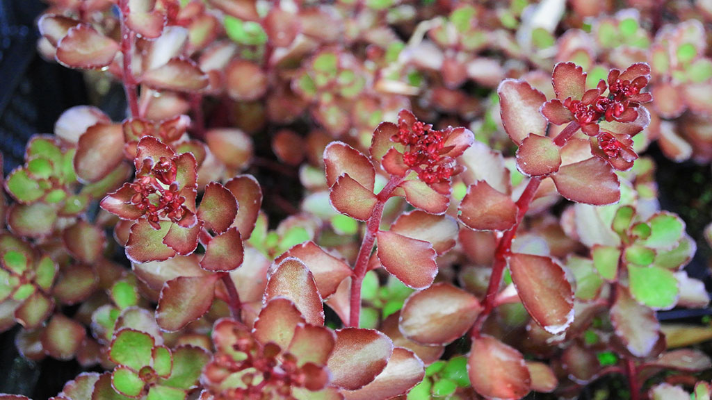 Sedum spurium Fuldaglut, Rotes Teppich-Fettblatt