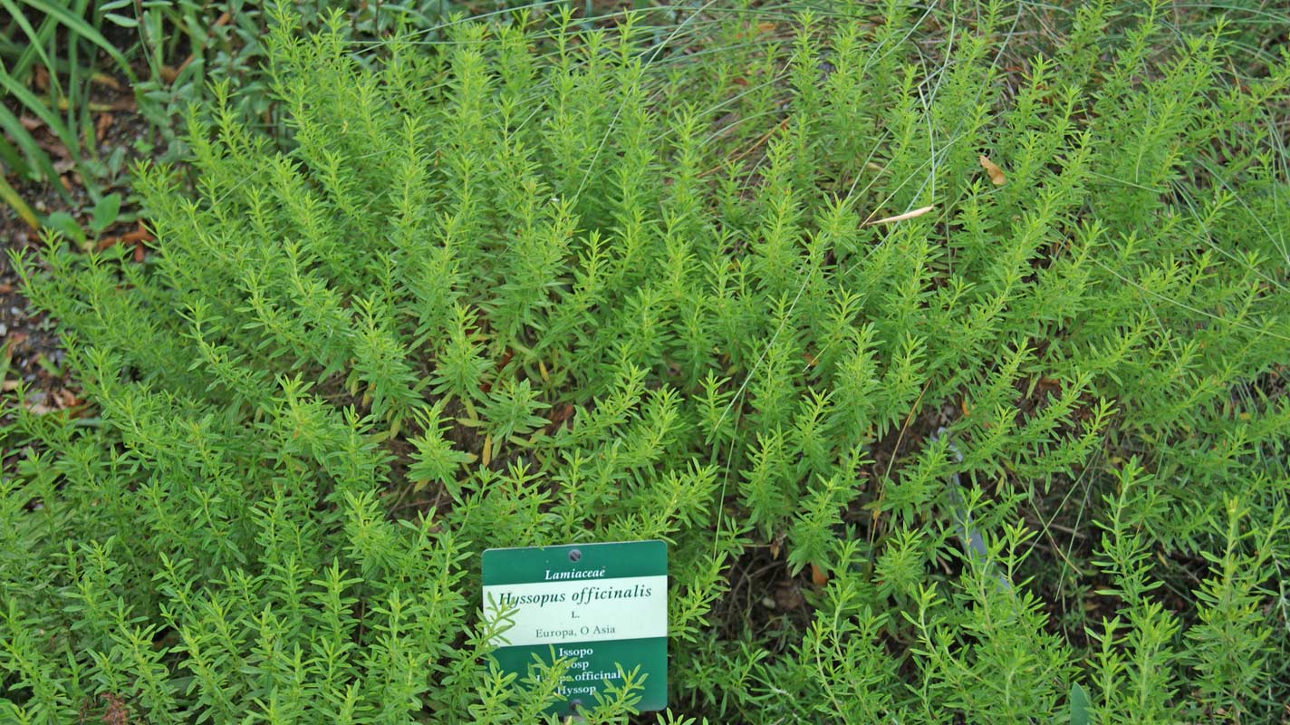Hyssopus officinalis, Ysopkraut