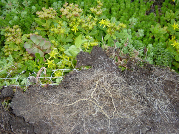 vegetationsmatte-dachgarten24_9 Vegetationsmatte, Sedumteppich