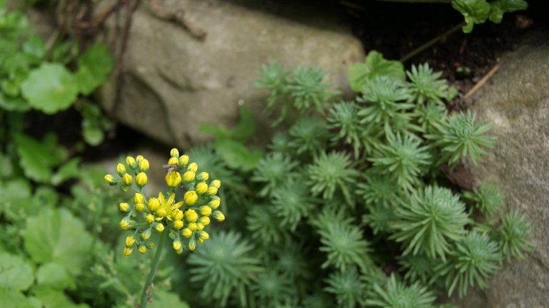 Sedum forsterianum, Schlangenmoos