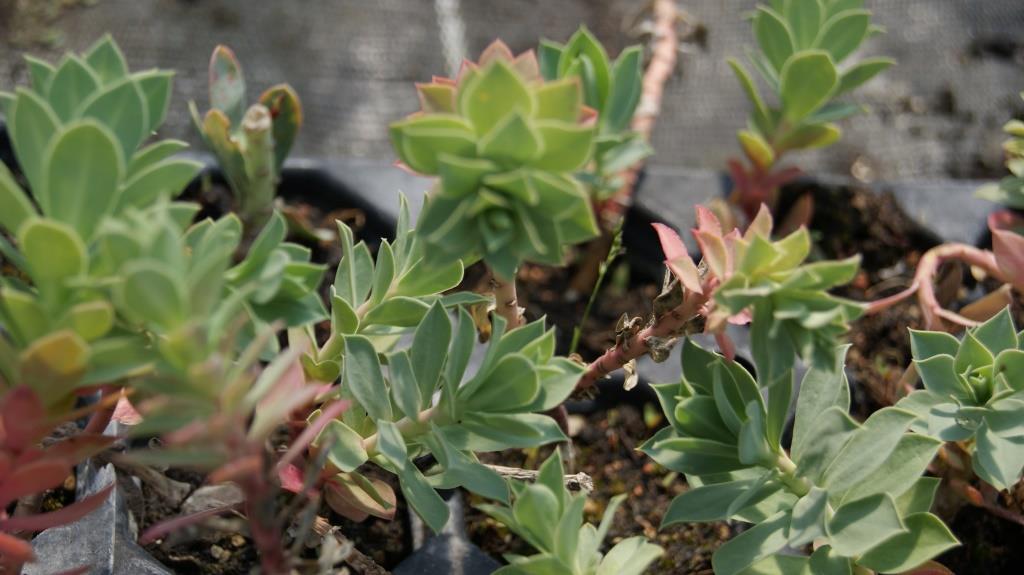 Euphorbia myrsinites, Walzenwolfsmilch