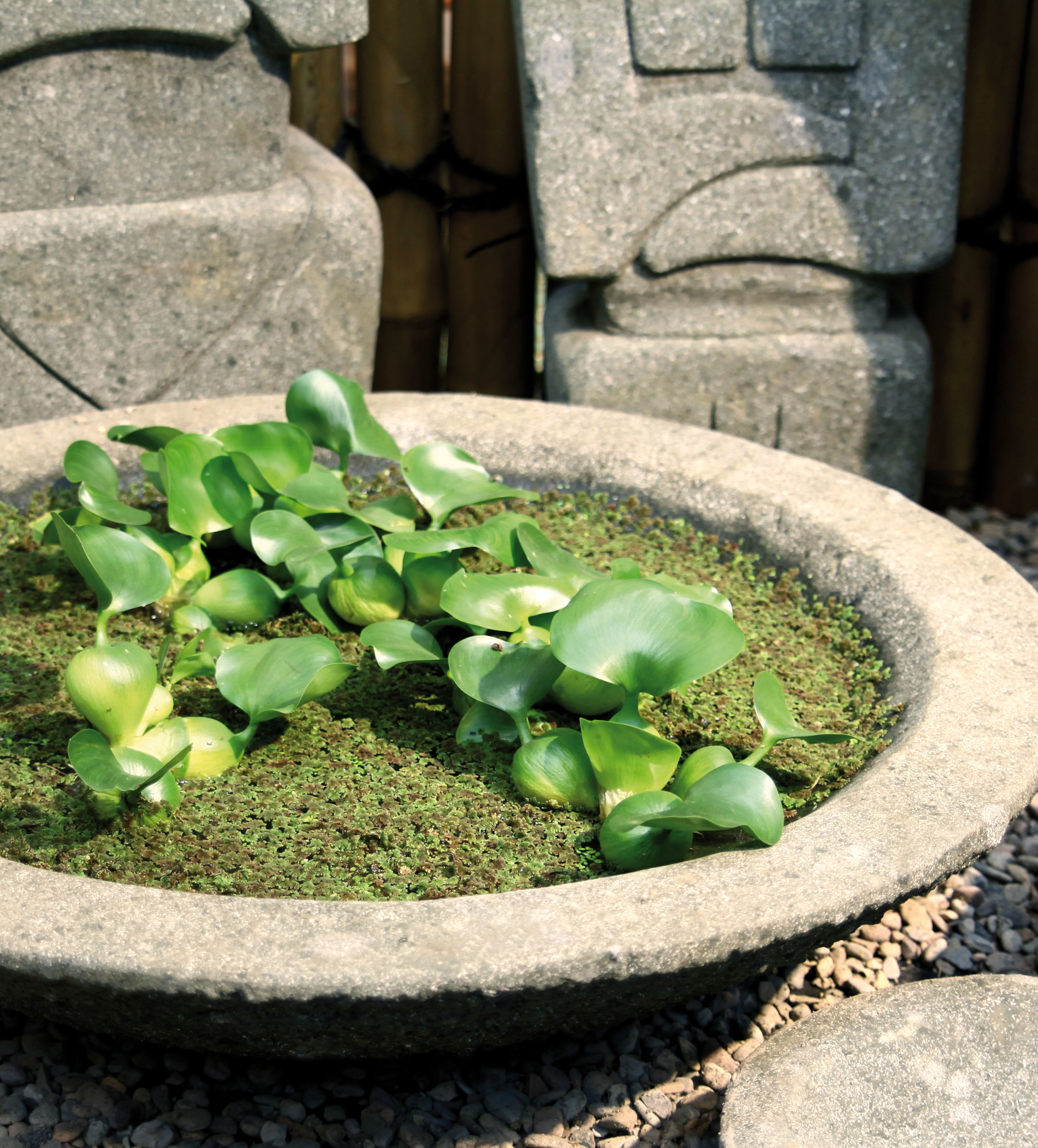 Lotusschale-mit-pflanzen Steinschale Lotus