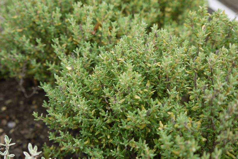 Thymus vulgaris, Echter Thymian