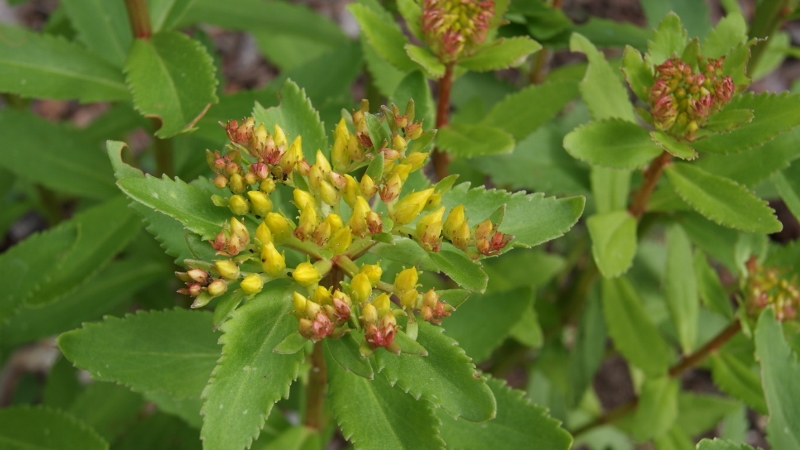 Sedum aizoon, Goldsedum