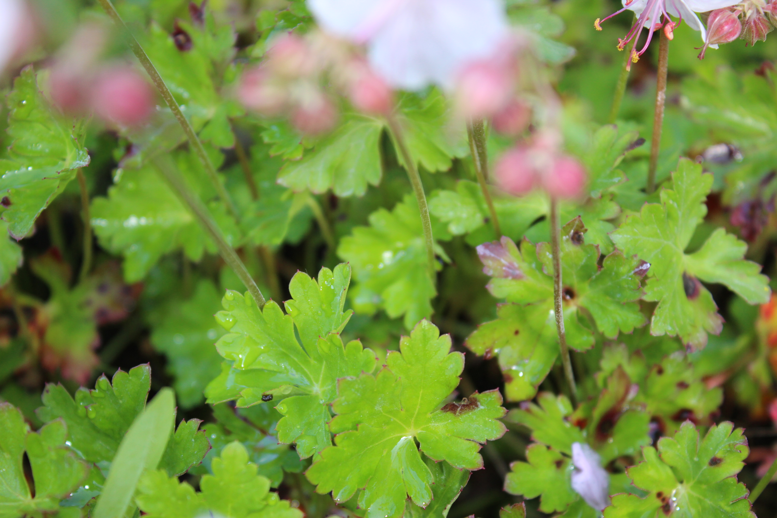 Geranium biokovo - Storchschnabel Biokovo